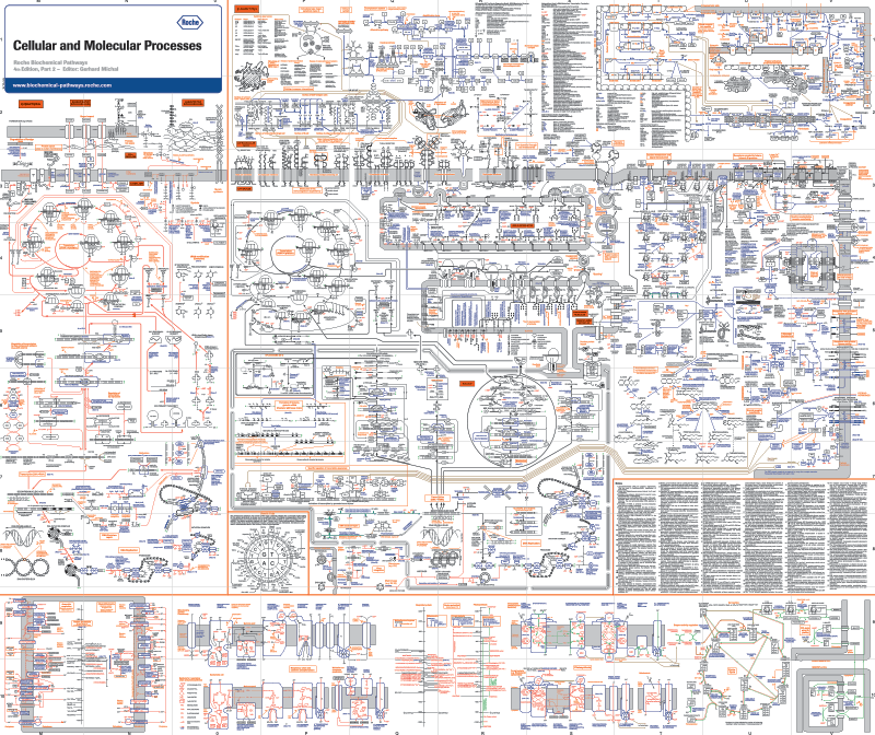 Roche Biochemical Pathways Wall Chart